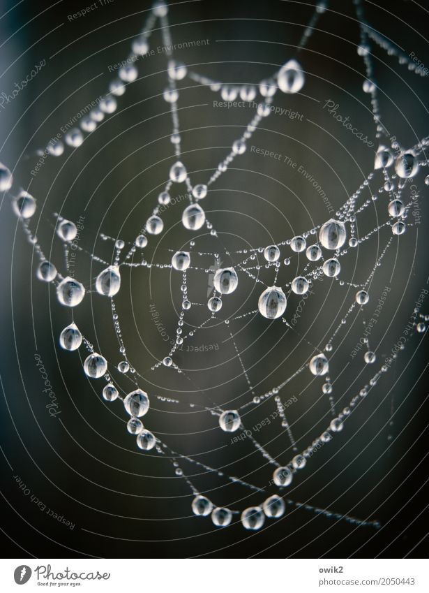 Beim Juwelier Umwelt Natur Wassertropfen Schönes Wetter Spinngewebe Spinnennetz Bewegung hängen außergewöhnlich dünn fest glänzend nah nass rund viele ruhig