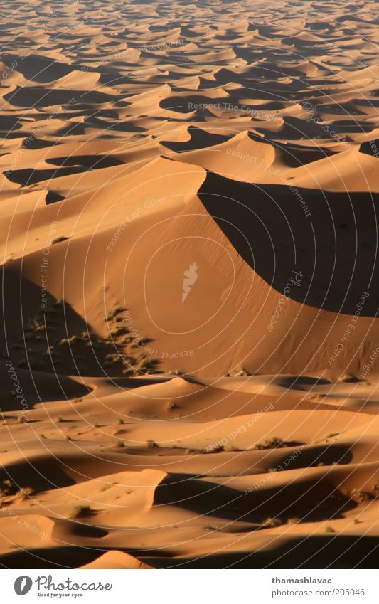 Sahara in Marokko Umwelt Natur Landschaft Sand Schönes Wetter Wüste Ferien & Urlaub & Reisen Düne Farbfoto Außenaufnahme Menschenleer Morgen Licht Schatten