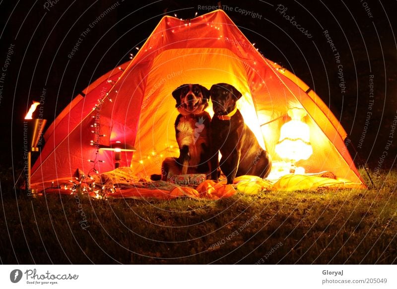 Lichtdurchflutetenacht Haustier Hund 2 Tier Tierpaar beobachten sitzen lustig gelb rot schwarz Stimmung Vertrauen loyal Tierliebe Romantik Farbfoto