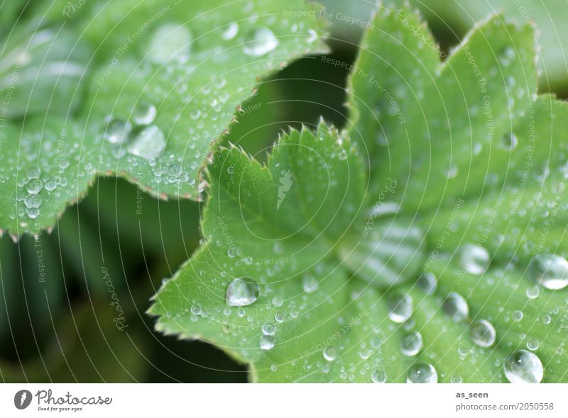 Tropfen Lifestyle schön Körperpflege Wellness harmonisch Sinnesorgane Meditation Spa Natur Pflanze Wasser Wassertropfen Frühling Sommer Blatt Grünpflanze Garten