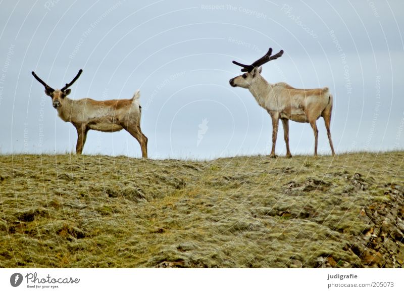 Island Umwelt Natur Himmel Gras Wiese Hügel Tier Wildtier Rentier 2 beobachten gehen stehen natürlich Stimmung Erwartung Tierpaar Zusammensein Farbfoto