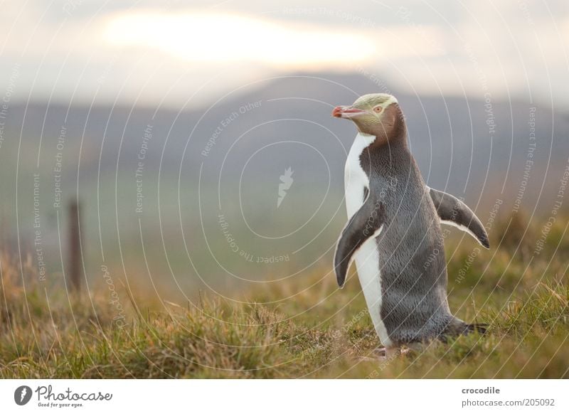 New Zealand 98 Umwelt Natur Urelemente Wiese Alpen Berge u. Gebirge Küste Wildtier Pinguin yellow eyed penguin 1 Tier ästhetisch fantastisch anstrengen