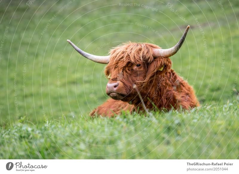 Hochlandrind Tier Nutztier Kuh 1 braun grün liegen Erholung Rind Schottisches Hochlandrind ästhetisch Horn Fell haarig Behaarung Weide Gras herzlich