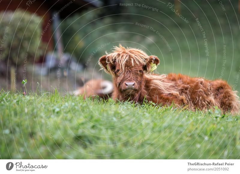 Wuschelkopf Tier Nutztier Kuh 1 braun grün Lebewesen Tierjunges Haare & Frisuren langhaarig Gras Weide liegen friedlich niedlich Fell Nase Farbfoto