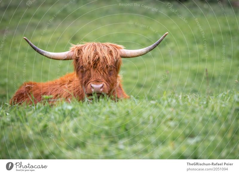 Longhorn Tier Nutztier Kuh 1 braun grün Horn Nase Wuschelkopf strubbelig Gras Weide Fressen ästhetisch niedlich friedlich Lebewesen liegen