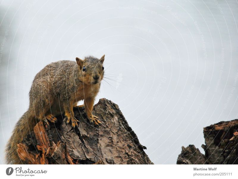 oregon squirrel II Natur Tier USA Oregon Nordamerika Wildtier Eichhörnchen 1 Holz Neugier Farbfoto Gedeckte Farben Außenaufnahme Menschenleer