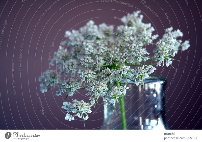 **** Natur Pflanze Frühling Sommer violett weiß Vase Dekoration & Verzierung Unschärfe Blüte Farbfoto Holunderblüte Blumenvase Nahaufnahme Hintergrund neutral
