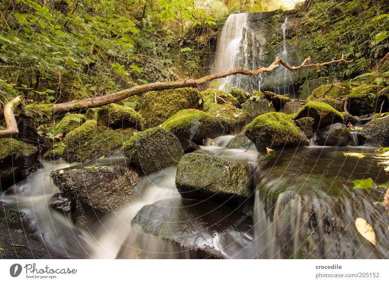 New Zealand 111 Umwelt Natur Wasser Pflanze Moos Wildpflanze Urwald Bach Fluss Wasserfall ästhetisch außergewöhnlich Romantik Farbfoto Gedeckte Farben
