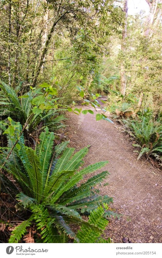 New Zealand 109 Umwelt Natur Pflanze Baum Farn Echte Farne Wildpflanze Urwald ästhetisch außergewöhnlich Farbfoto Gedeckte Farben Außenaufnahme Menschenleer Tag