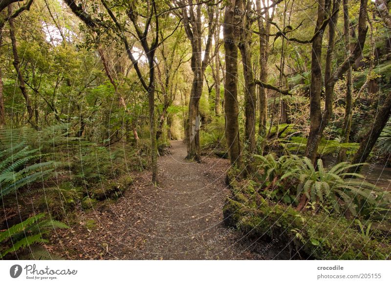 New Zealand 108 Umwelt Natur Pflanze Baum Moos Farn Echte Farne Wildpflanze Urwald ästhetisch außergewöhnlich Frühlingsgefühle Hoffnung Farbfoto Gedeckte Farben