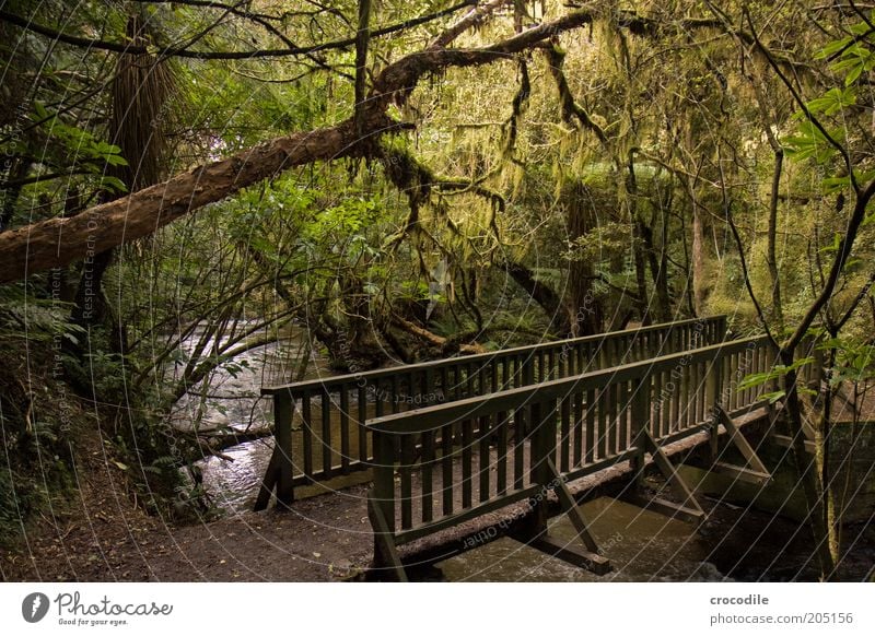 New Zealand 107 Umwelt Natur Wasser Pflanze Baum Moos Farn Echte Farne Wildpflanze Urwald ästhetisch außergewöhnlich Frühlingsgefühle Romantik Farbfoto