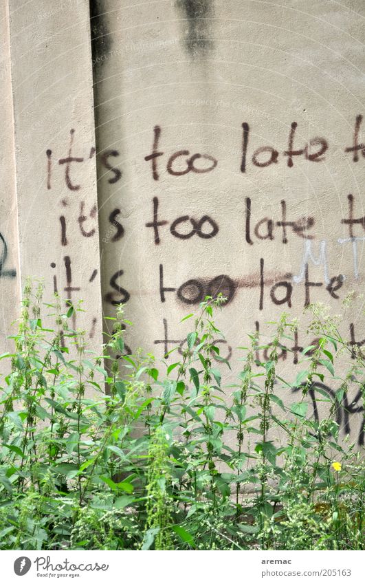 Alles zu spät Pflanze Grünpflanze Mauer Wand Beton Zeichen Schriftzeichen Stimmung Enttäuschung Frustration Verbitterung Endzeitstimmung Zeit Farbfoto