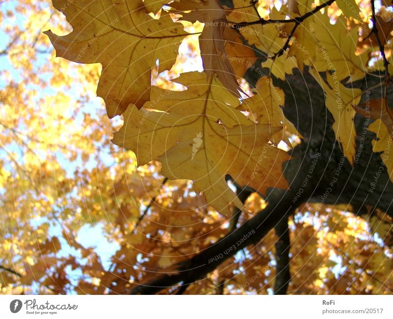 Herbstlaub Blatt Baum Eiche Wald