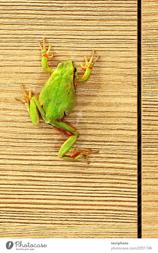 süsser grüner Frosch auf Möbeln schön Klettern Bergsteigen Umwelt Natur Tier Baum Wald Holz klein natürlich niedlich wild Farbe Hyla Europäer Arborea