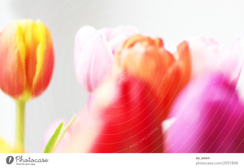 Blooming Lifestyle Leben harmonisch Garten Dekoration & Verzierung Valentinstag Muttertag Ostern Geburtstag Natur Pflanze Frühling Sommer Blume Tulpe Blüte