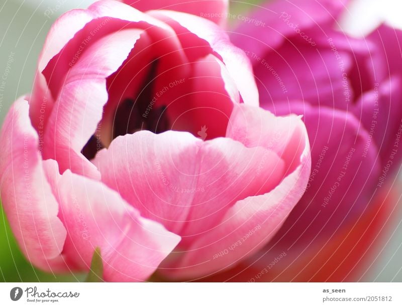 Pink power Lifestyle Stil Design exotisch Kosmetik Wellness Leben harmonisch Sinnesorgane Duft Muttertag Ostern Geburtstag Natur Frühling Sommer Pflanze Blume