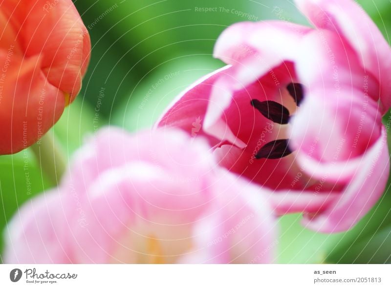 Summer in pink Lifestyle Wellness Leben harmonisch Valentinstag Muttertag Ostern Geburtstag Natur Pflanze Frühling Sommer Blume Tulpe Blatt Blüte Blumenstrauß