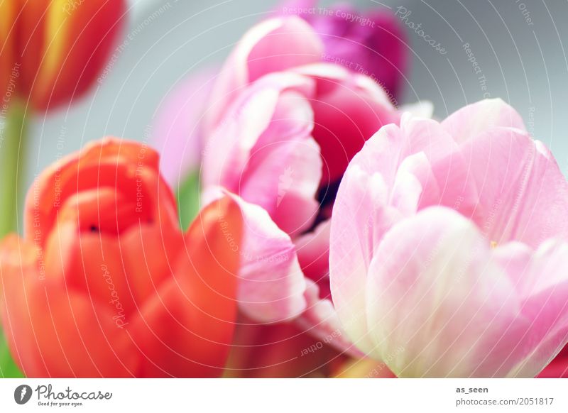Colours Lifestyle Stil Design exotisch harmonisch Sinnesorgane Duft Garten Dekoration & Verzierung Muttertag Ostern Natur Frühling Sommer Pflanze Blume Tulpe