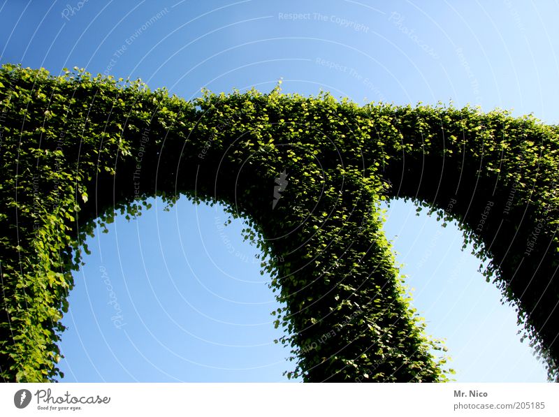 m Umwelt Natur Pflanze Efeu Garten Park grün Landschaftsarchitektur Landschaftspflege Symbole & Metaphern Schlosspark Strukturen & Formen Naturwuchs Wachstum