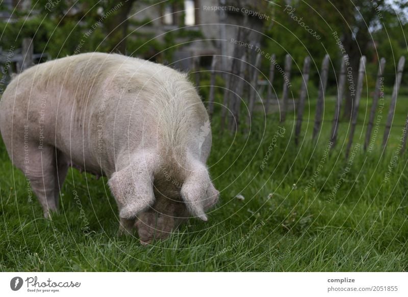 Dickes Schwein Lebensmittel Fleisch Wurstwaren Ernährung Bioprodukte Ferien & Urlaub & Reisen Ausflug Sommer Sommerurlaub Arbeitsplatz Landwirtschaft
