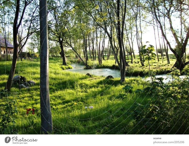 Oase auf Rügen Umwelt Natur Pflanze Himmel Sonnenlicht Sommer Schönes Wetter Baum Gras Sträucher Moor Sumpf Bach Stein außergewöhnlich braun gelb grün Idylle