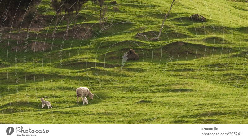 New Zealand 156 Umwelt Natur Frühling Pflanze Baum Gras Sträucher Wiese Hügel Insel Neuseeland Nutztier Schaf Herde Tierjunges Tierfamilie Zufriedenheit