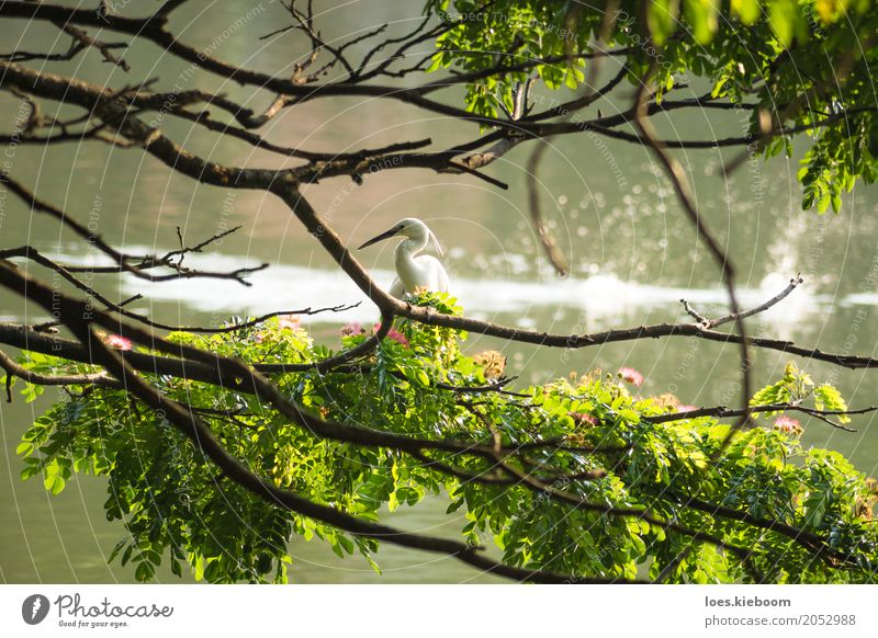 white bird along a lake Getränk Natur Frieden Sri Lanka Asien tree branches Kandy wildlife peaceful holy water animal feather pond one sun great aquatic