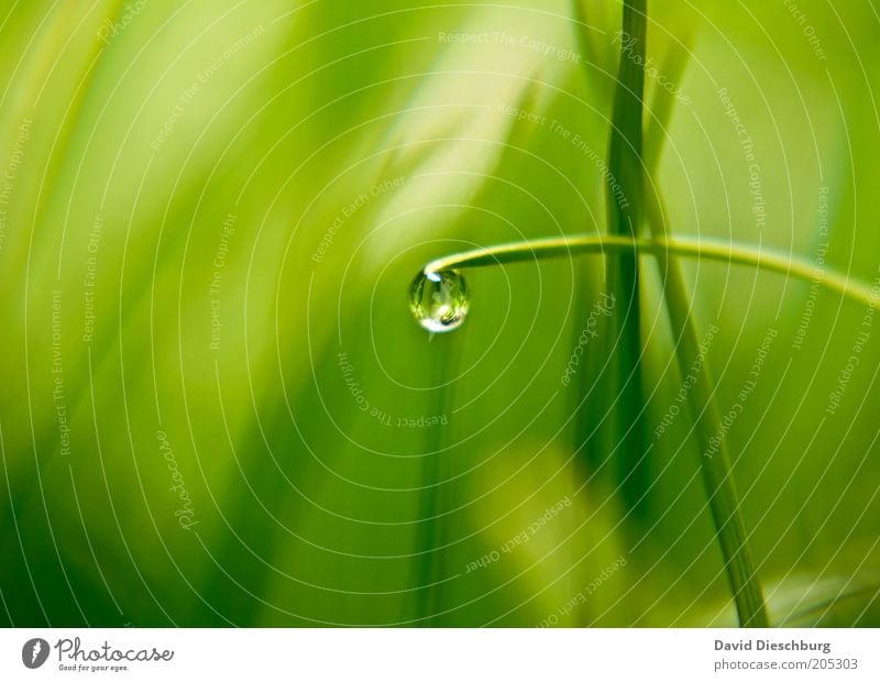 Morgens in der Wiese Leben harmonisch Natur Pflanze Wassertropfen Frühling Sommer Gras Grünpflanze grün Kugel Tau feucht nass glänzend Reflexion & Spiegelung