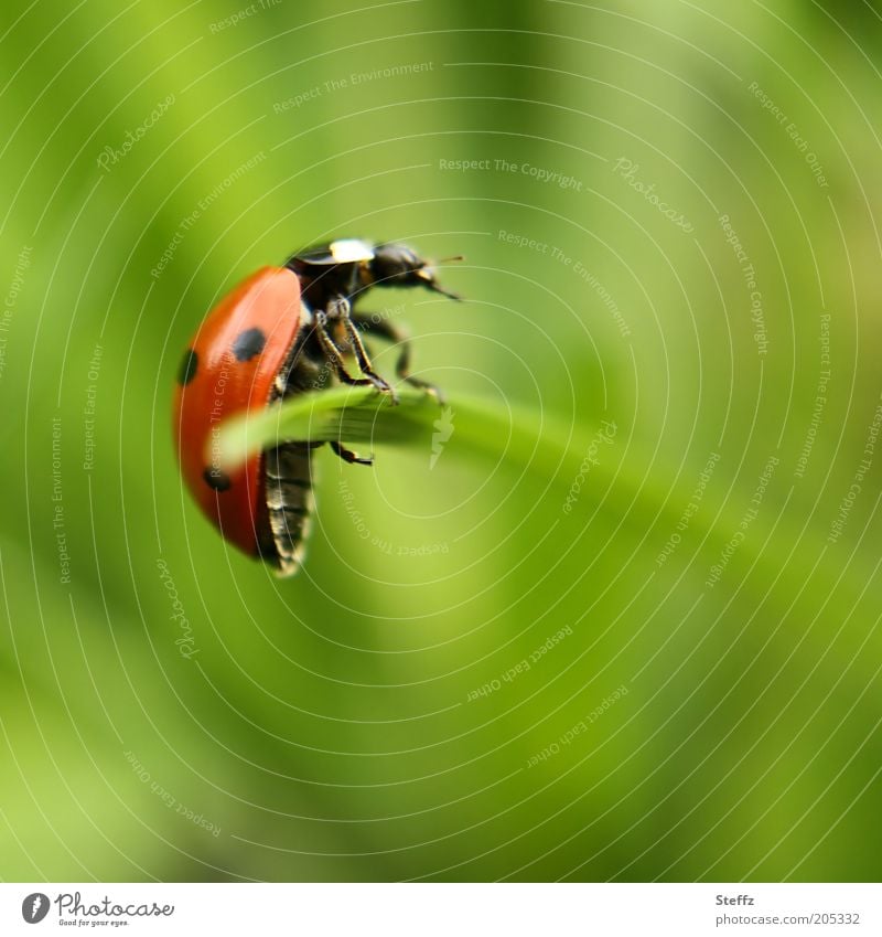 gut festhalten Marienkäfer Glückskäfer leicht Leichtigkeit Körperhaltung Balance Glücksbringer Glückwünsche Käfer balancieren Balanceakt Gleichgewicht