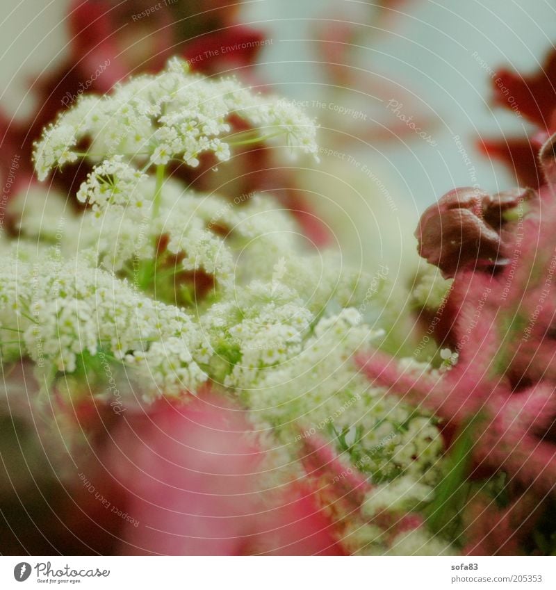 beiwerk Pflanze Frühling Blume Blüte Wildpflanze ästhetisch Duft schön nah weiß Farbfoto Makroaufnahme Gegenlicht Starke Tiefenschärfe Tag