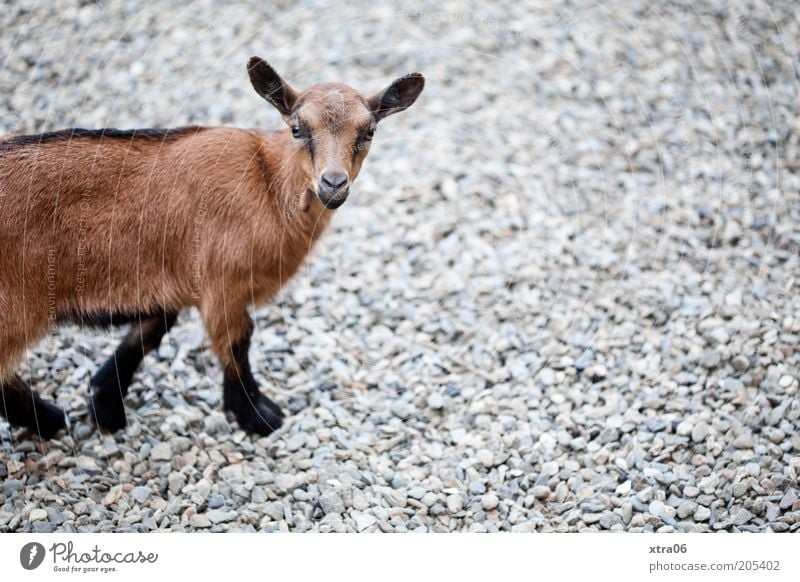 willste was? Tier Nutztier Tiergesicht Fell Zoo Streichelzoo Ziegen 1 Tierjunges Blick natürlich Neugier niedlich braun Farbfoto Außenaufnahme