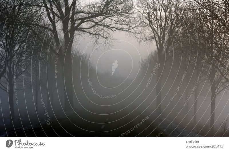 Reise ins Nirgendwo Landschaft Nebel Baum Straße schwarz gefährlich kahl Nebelschleier Nebelbank Nebelwand Wege & Pfade Nebelstimmung dunkel laublos unsicher