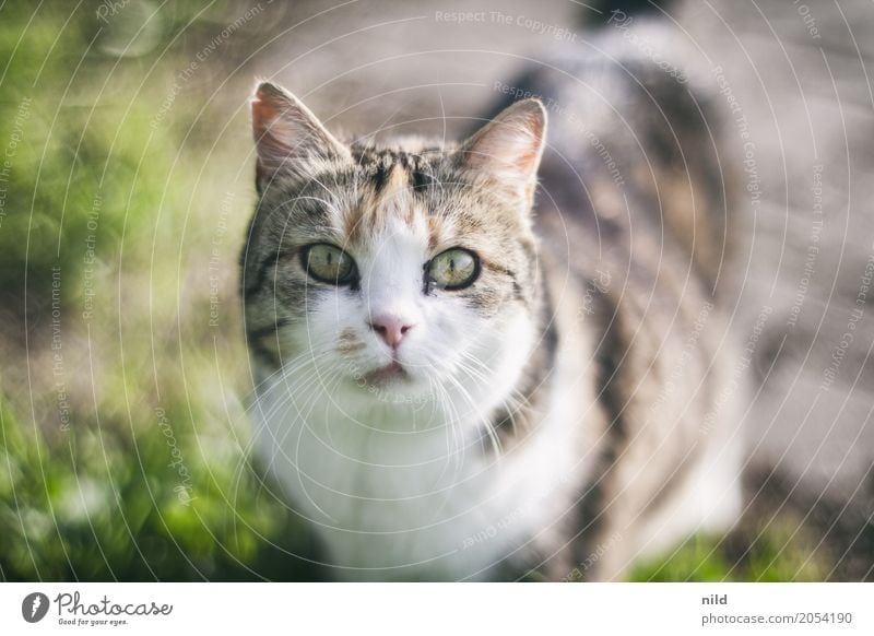 Vorgartentiger– Tierisch Natur Außenaufnahme niedlich Tierwelt Tierporträt Haustier Farbfoto Blick Neugier Katze Tiergesicht Hauskatze beobachten Tierliebe