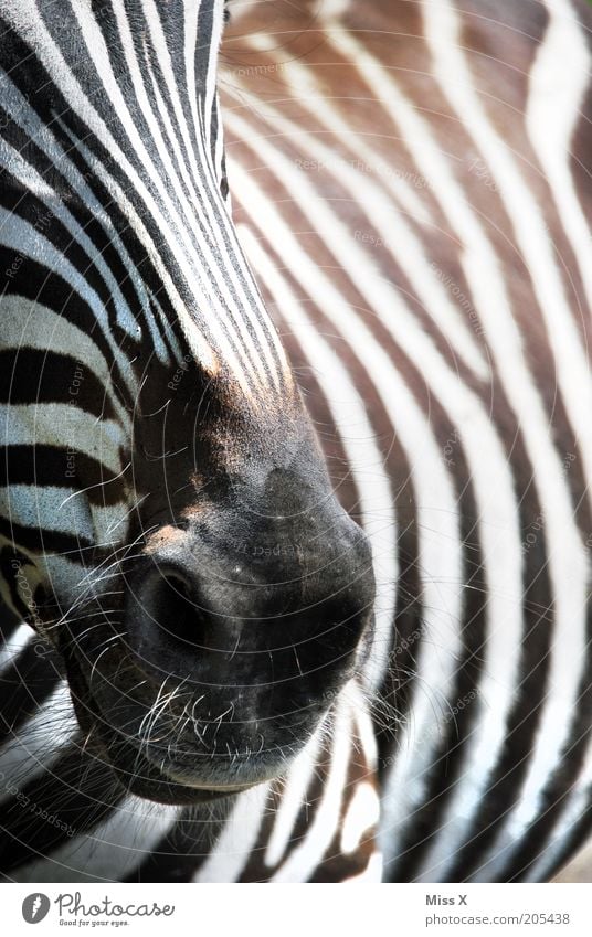 Diegos aktuelles Lieblingstier Tier Wildtier 1 schwarz weiß Zebra Streifen Nüstern Fell Farbfoto Schwarzweißfoto Außenaufnahme Nahaufnahme Detailaufnahme Muster