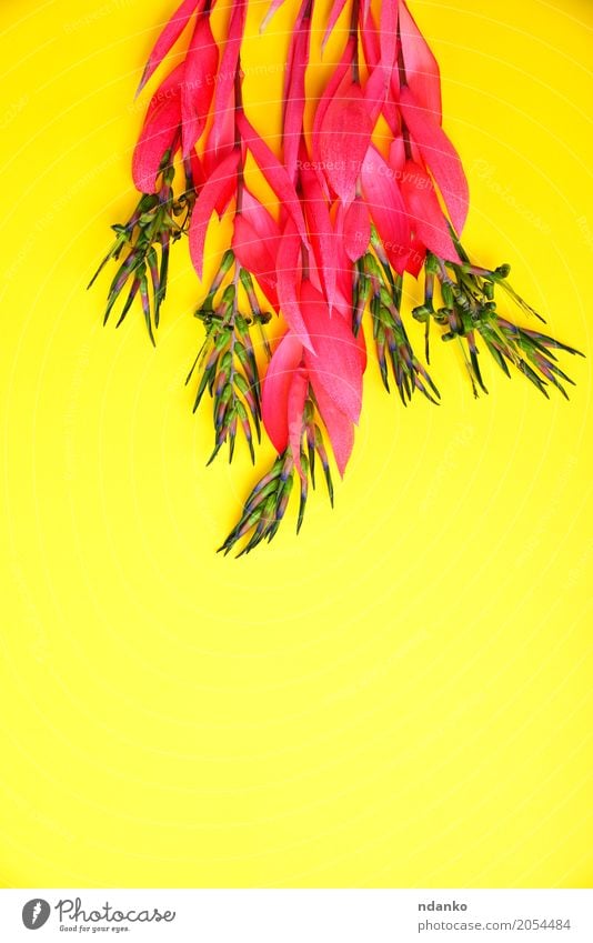 Blumenstrauß aus rosa Billbergia Valentinstag Ostern Geburtstag Pflanze Frühling Blüte Blühend Liebe frisch hell gelb Überstrahlung geblümt Feiertag festlich