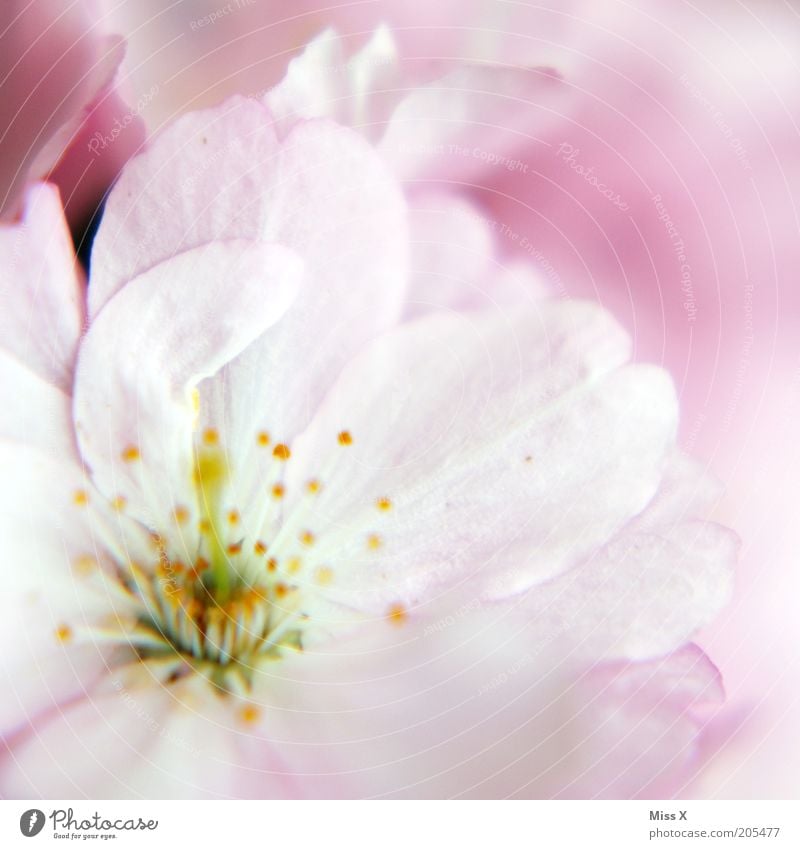 Rosa Natur Frühling Pflanze Blüte rosa sanft zart Pastellton Stempel Kirschblüten Blütenblatt Farbfoto Außenaufnahme Makroaufnahme Menschenleer