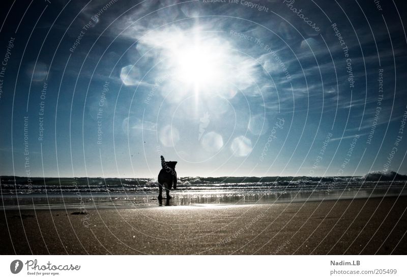waterdog Sand Wasser Sonne Sonnenlicht Sommer Schönes Wetter Hund Lebensfreude Farbfoto Außenaufnahme Menschenleer Tag Licht Reflexion & Spiegelung