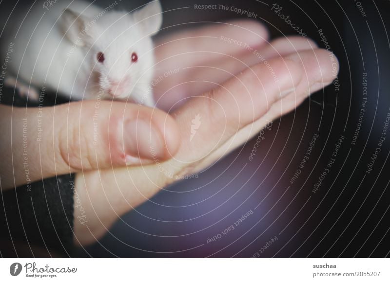 maus und hand Hand Finger halten Maus Auge rote Augen Albino Ohr Nagetiere Säugetier weiß Haustier Schwanz Hintergrund neutral Schutz zerbrechlich furchtsam
