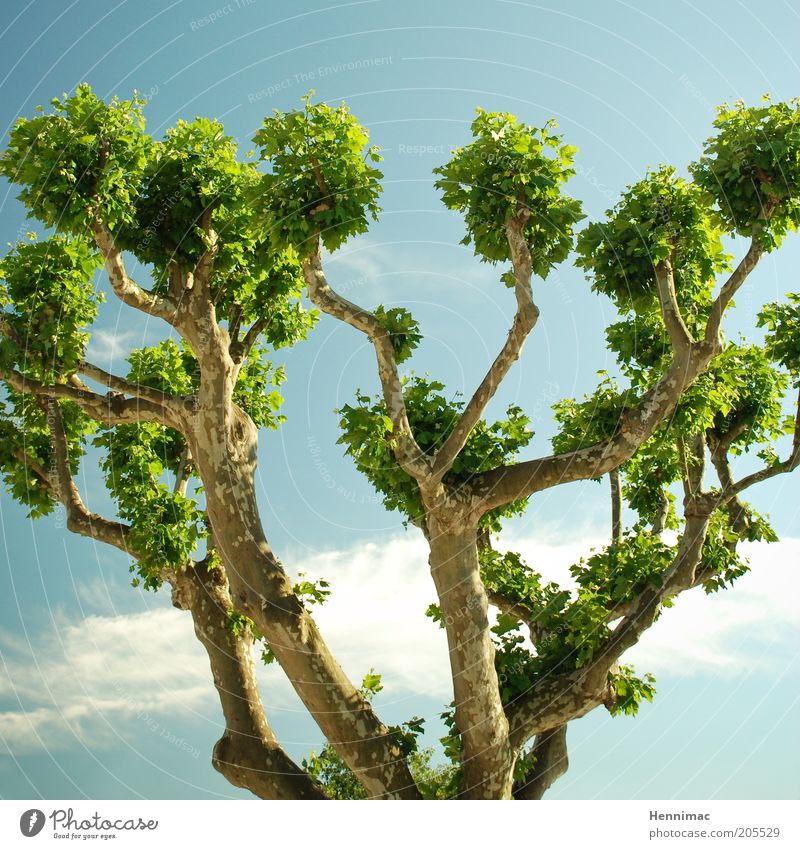 Dickköpfe. Leben Sommer Natur Himmel Frühling Klima Baum Blatt blau grün Wachstum Ast Vernetzung Farbfoto mehrfarbig Außenaufnahme Tag Kontrast Sonnenlicht