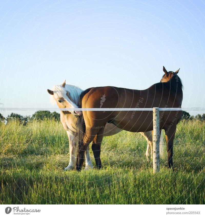 Verbotene Liebe schön Flirten Pferd 2 Tier Tierpaar berühren Zusammensein Neugier Frühlingsgefühle Sympathie Tierliebe Verliebtheit Treue Interesse Farbfoto