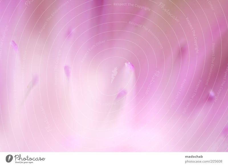 pink panic harmonisch ruhig Natur Pflanze Blume Blüte ästhetisch Farbe Inspiration weich rosa zart Farbverlauf Unschärfe abstrakt Farbfoto mehrfarbig
