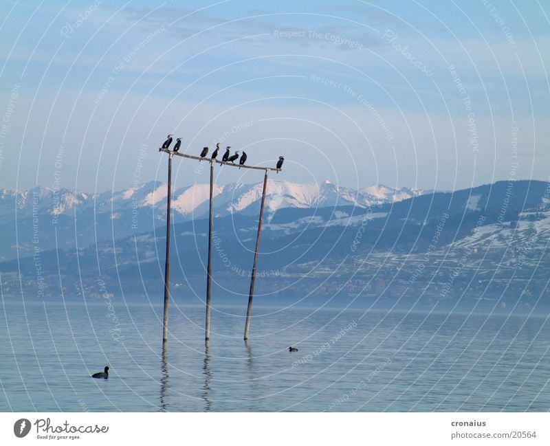 hoch hinaus Schnee See Berge u. Gebirge Wasservogel