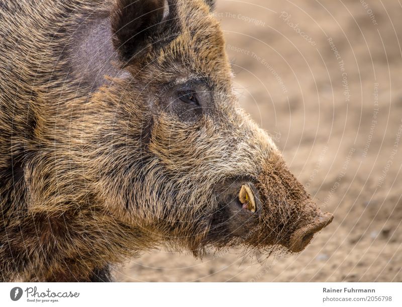 Porträt von einem Wildschwein Natur Tier Feld Wildtier 1 "Jagd jagen Keiler schiessen Abschuss Fleisch Wildfleisch" Farbfoto Nahaufnahme Textfreiraum rechts
