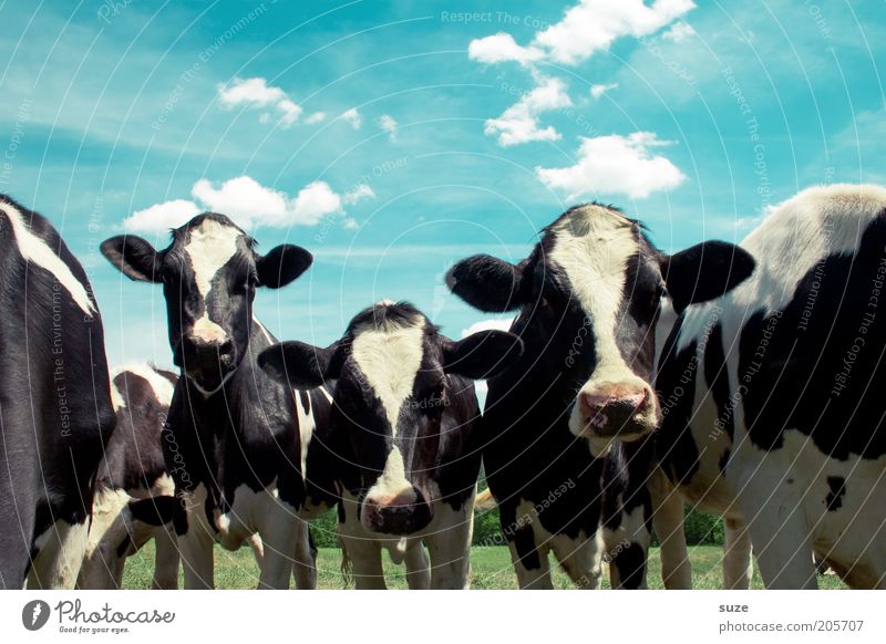 Tankstopp Umwelt Natur Tier Himmel Wolken Sommer Schönes Wetter Wiese Nutztier Kuh Tiergesicht Tiergruppe natürlich Tierliebe Landleben