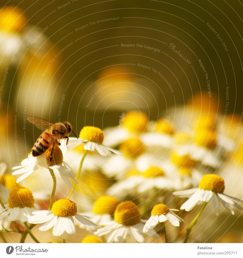 Kamille Umwelt Natur Pflanze Tier Sommer Wärme Blume Blüte Nutztier Biene Flügel hell fliegen Kamillenblüten Honigbiene Sammlung Farbfoto mehrfarbig