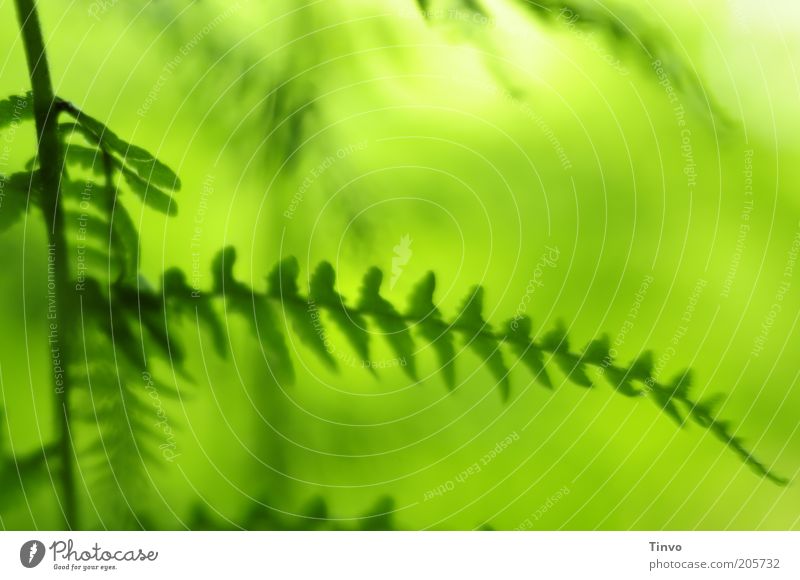 Ins Grüne Fa(h)rn Natur Pflanze Frühling Sommer Schönes Wetter Farn frisch grün Blatt Farbfoto Nahaufnahme Muster Menschenleer Textfreiraum oben Licht Kontrast