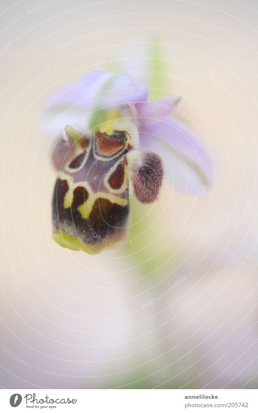 Zypern-Orchidee Umwelt Natur Pflanze Blume Blüte Wildpflanze exotisch Blütenblatt schön rosa selten endemisch Hummelragwurz Farbfoto Nahaufnahme Detailaufnahme