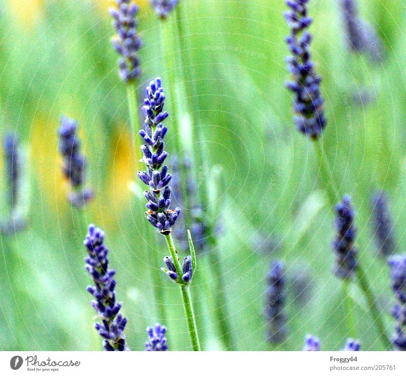 Der Sommer ist da! Umwelt Natur Pflanze Blume Blüte Nutzpflanze Blühend frisch blau gelb grün Farbfoto Außenaufnahme Tag Kontrast Unschärfe Blütenpflanze