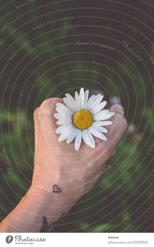 Durch die Blume, mitten ins Herz (II) Stil Wellness harmonisch Wohlgefühl Zufriedenheit Sinnesorgane Erholung ruhig Freiheit Sommer Hand Tattoo Umwelt Natur