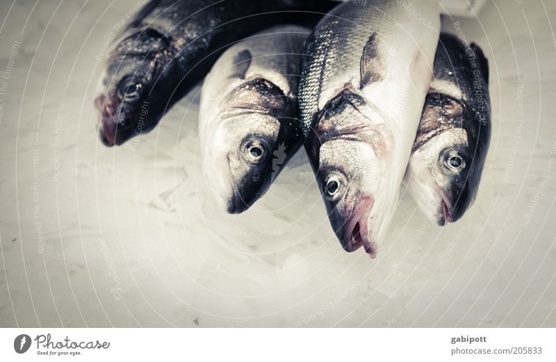 Heute koch ich mal Lebensmittel Fisch Ernährung Totes Tier Schuppen Fischauge 4 grau silber kalorienarm proteinreich Fischgericht Fischmarkt roh Gedeckte Farben